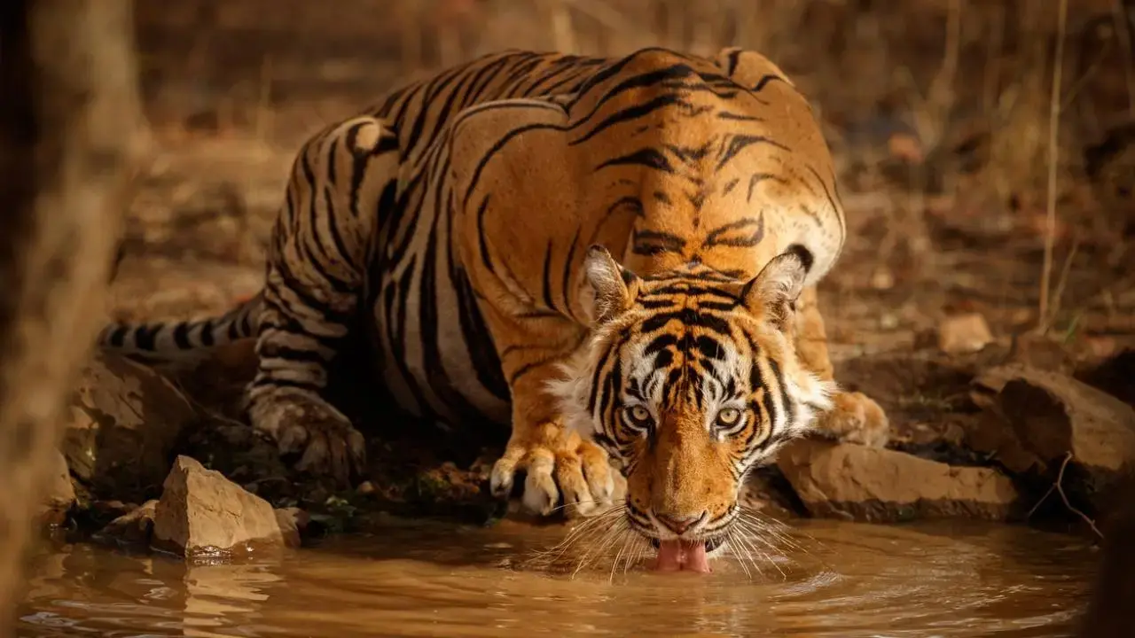 ndia’s tiger population rose 30% over two decades, recovery boosted by strong legislative framework